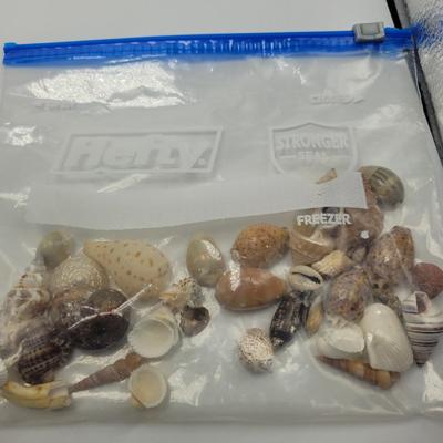 Large Collection of Shells and Shell Books (D-EL)