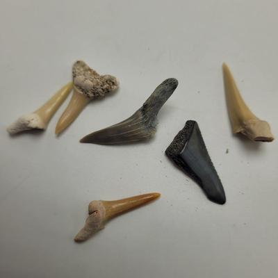 Large Collection of Shells and Shell Books (D-EL)