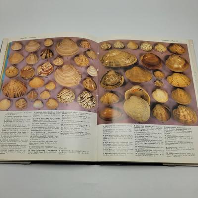 Large Collection of Shells and Shell Books (D-EL)
