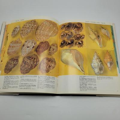 Large Collection of Shells and Shell Books (D-EL)
