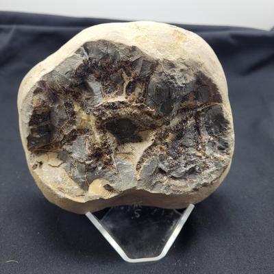 Large Septarian Stone Geode (D-EL)