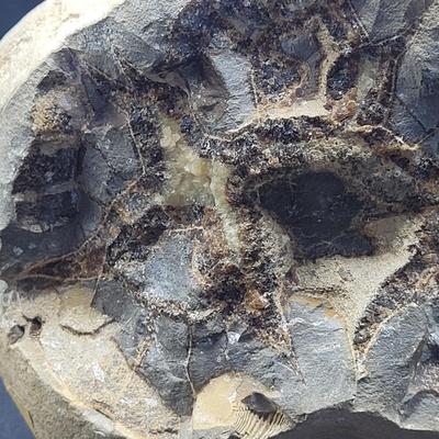 Large Septarian Stone Geode (D-EL)