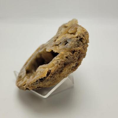 Six Agatized Coral Geodes (D-EL)