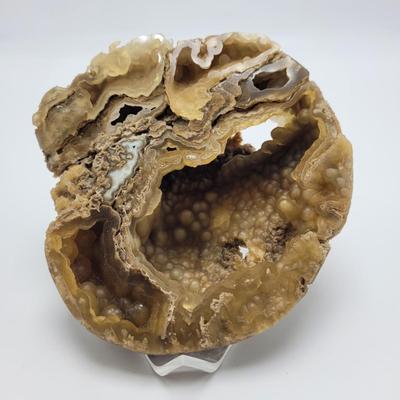 Six Agatized Coral Geodes (D-EL)