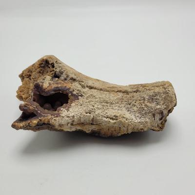 Six Agatized Coral Geodes (D-EL)