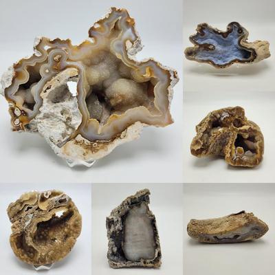 Six Agatized Coral Geodes (D-EL)