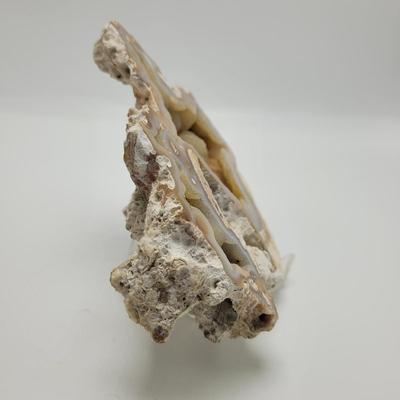 Six Agatized Coral Geodes (D-EL)