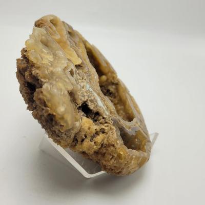 Six Agatized Coral Geodes (D-EL)