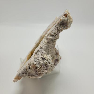 Six Agatized Coral Geodes (D-EL)