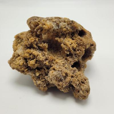 Six Agatized Coral Geodes (D-EL)