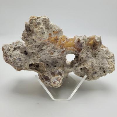 Six Agatized Coral Geodes (D-EL)