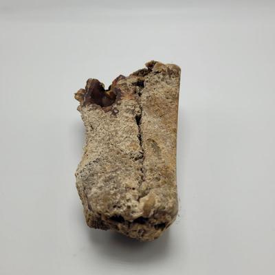 Six Agatized Coral Geodes (D-EL)