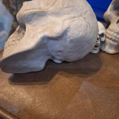 Halloween décor- fake skulls