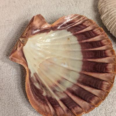 Sea shell and Mushroom coral