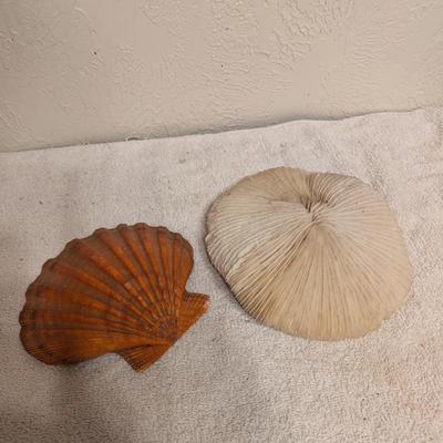 Sea shell and Mushroom coral