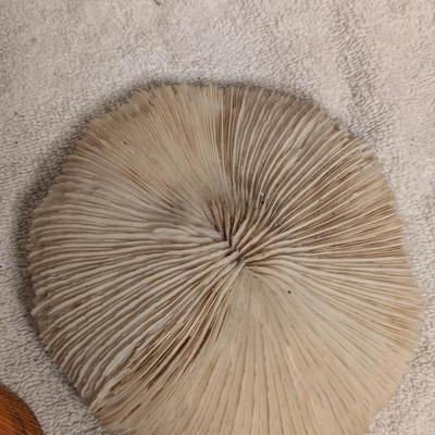 Sea shell and Mushroom coral