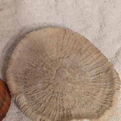 Sea shell and Mushroom coral