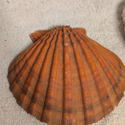 Sea shell and Mushroom coral