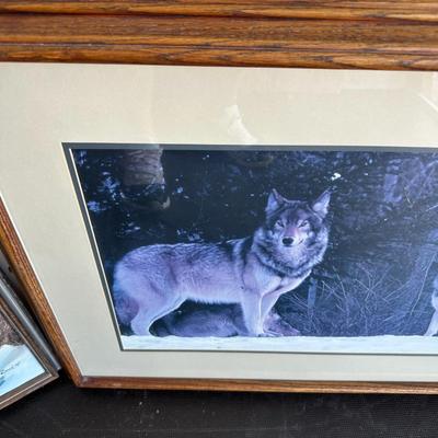 PICTURES OF WOLVES