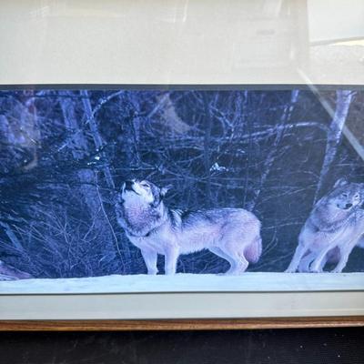 PICTURES OF WOLVES