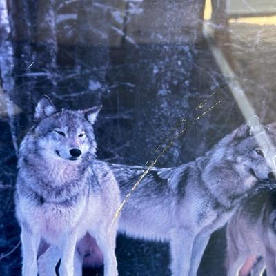 PICTURES OF WOLVES