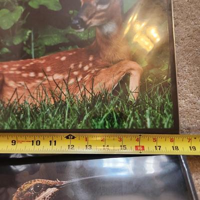 Profolio of Photographs 12x18 Suitable for Framing 40 photos