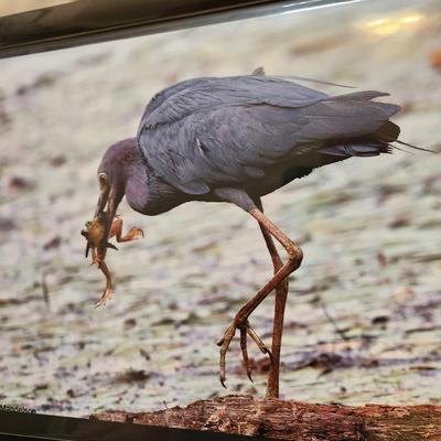 Profolio of Photographs 12x18 Suitable for Framing 40 photos