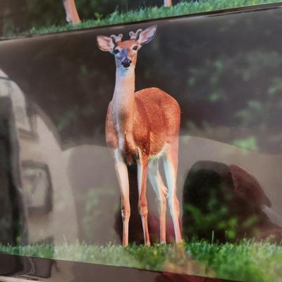 Profolio of Photographs 12x18 Suitable for Framing 40 photos