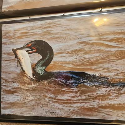 Profolio of Photographs 12x18 Suitable for Framing 40 photos