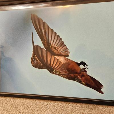 Profolio of Photographs 12x18 Suitable for Framing 40 photos