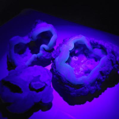 Three Blue Chalcedony Geodes (B1-EL)