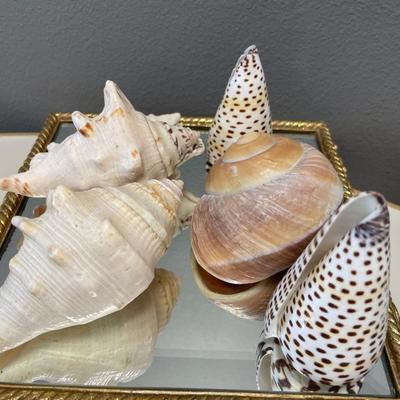 Sea Shells and shell jewelry