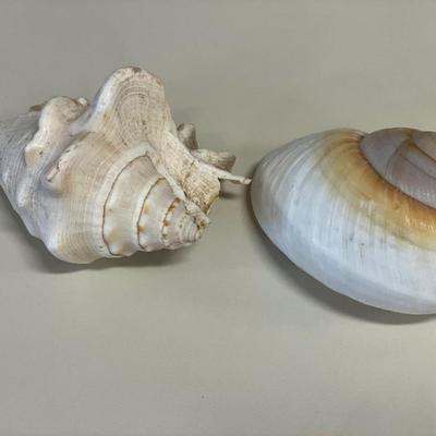 Sea Shells and shell jewelry