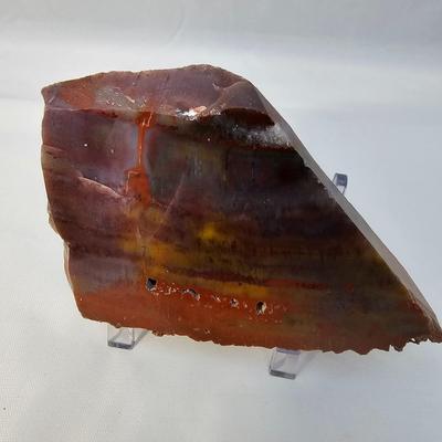 Petrified Wood Specimens (B1-JS