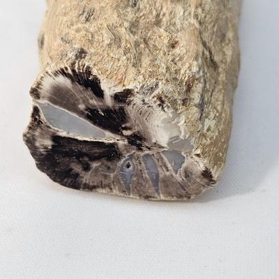 Petrified Wood Specimens (B1-JS