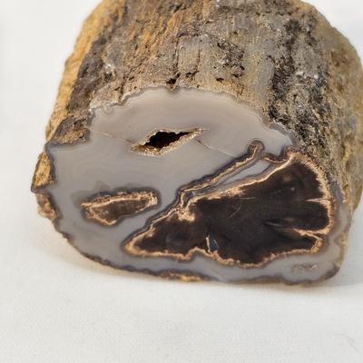 Petrified Wood Specimens (B1-JS