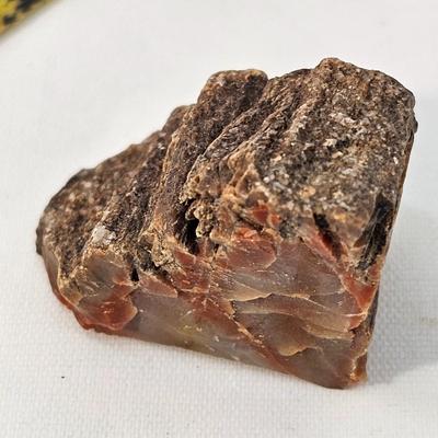 Petrified Wood Specimens (B1-JS