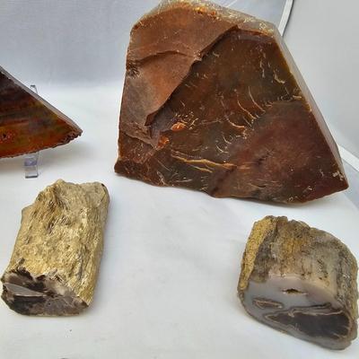 Petrified Wood Specimens (B1-JS