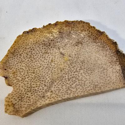 Petrified Wood Specimens (B1-JS