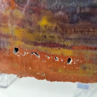 Petrified Wood Specimens (B1-JS