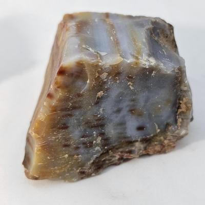 Petrified Wood Specimens (B1-JS