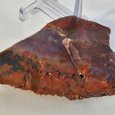 Petrified Wood Specimens (B1-JS