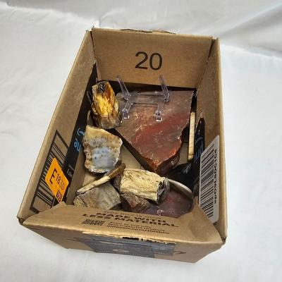 Petrified Wood Specimens (B1-JS