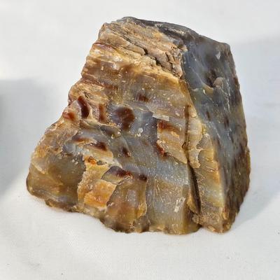 Petrified Wood Specimens (B1-JS
