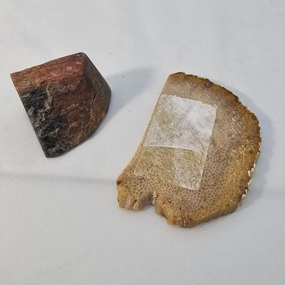 Petrified Wood Specimens (B1-JS