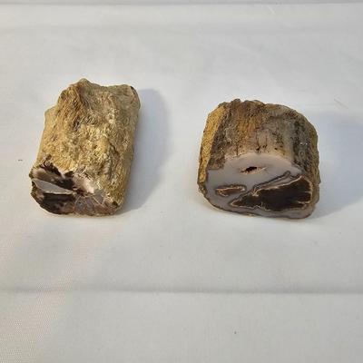 Petrified Wood Specimens (B1-JS