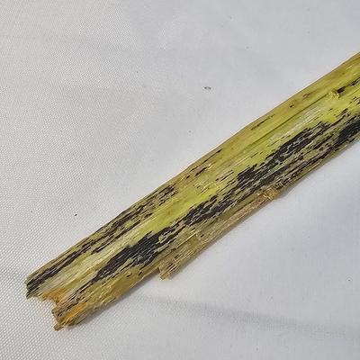 Petrified Wood Specimens (B1-JS