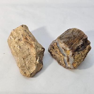 Petrified Wood Specimens (B1-JS