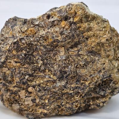 Fossilized Coral & More (B1-JS)