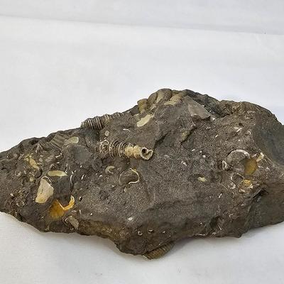 Fossilized Coral & More (B1-JS)